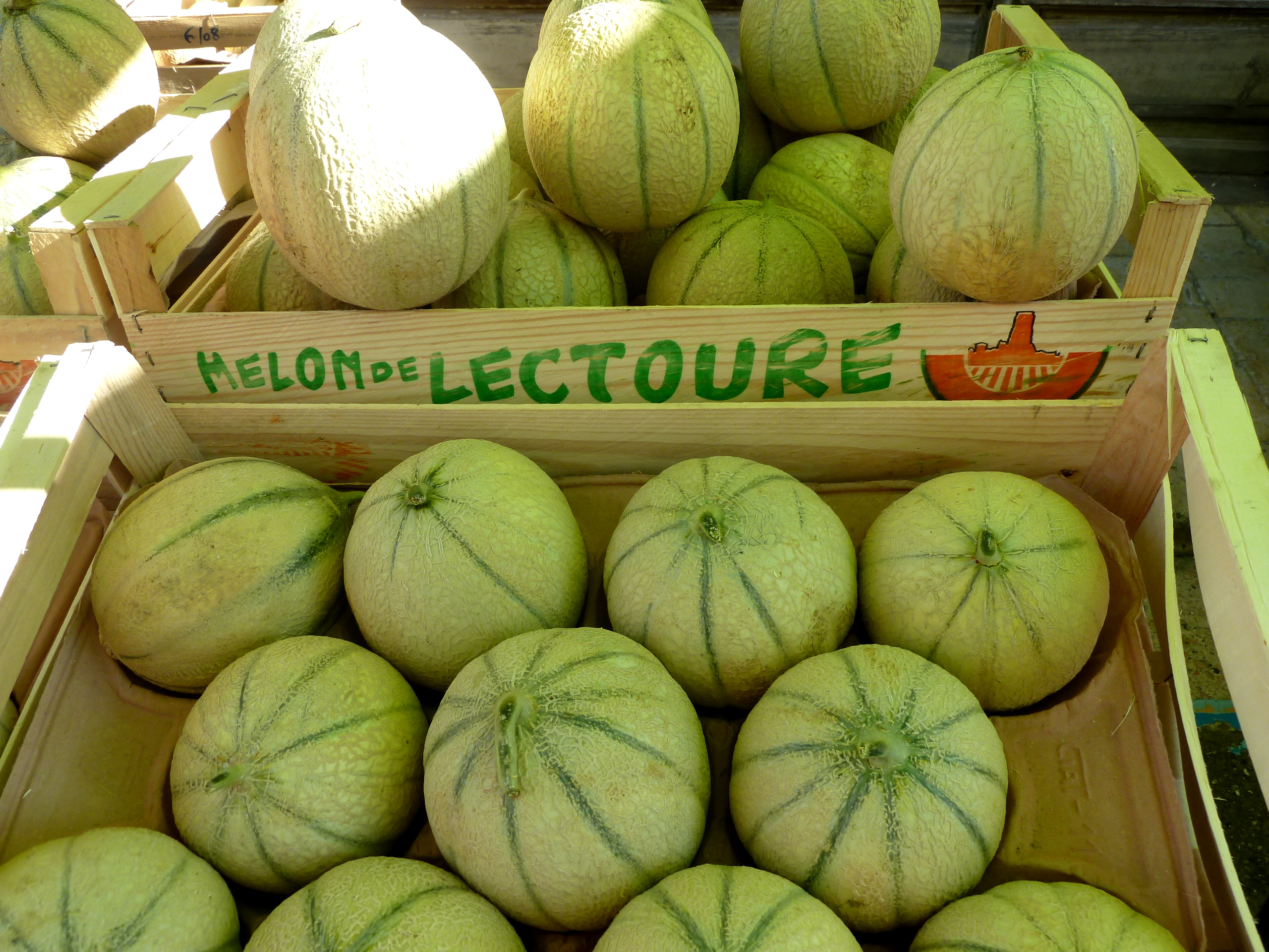 Le melon de Lectoure